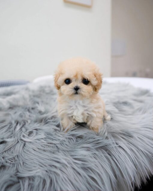 Teacup Maltipoo Female [Clover]