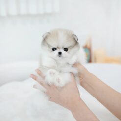 Teacup Pomeranian Female [Flora]