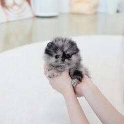 Teacup Pomeranian Male [Benz]