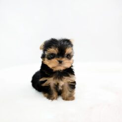 Teacup Yorkie Male [Felix]