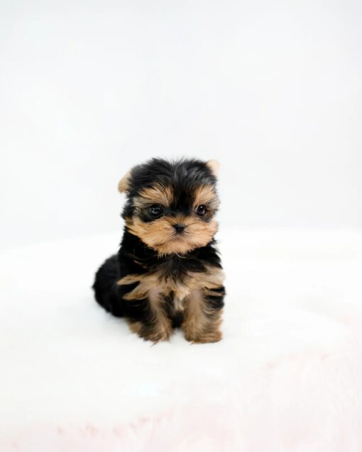Teacup Yorkie Male [Felix]