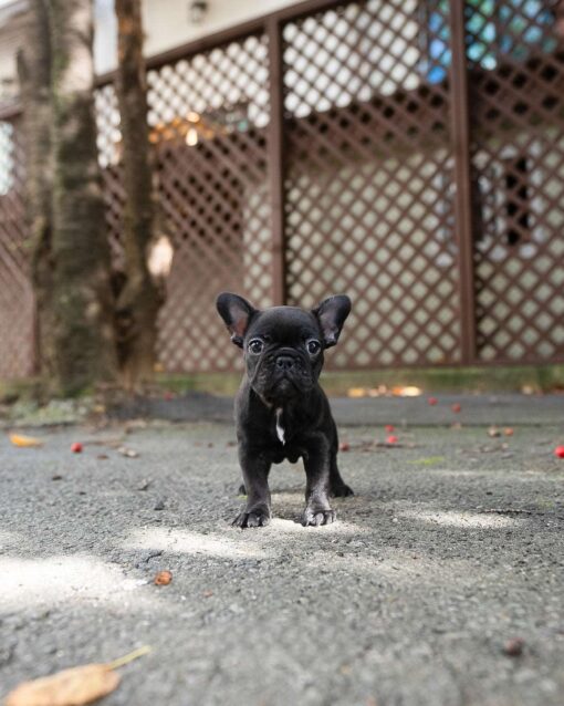 Mini French bulldog Male [Poppy]