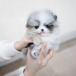 Teacup Pomeranian Female [Peach]