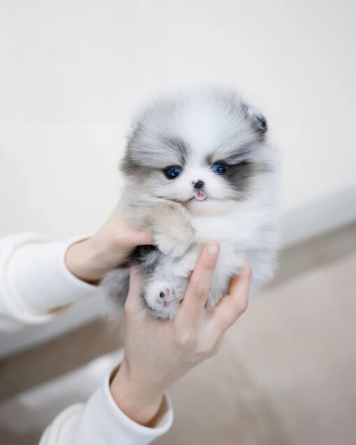 Teacup Pomeranian Female [Peach]