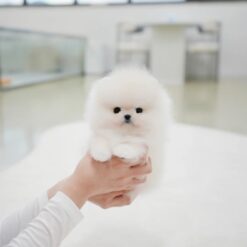 Teacup Pomeranian Male [Rocco]
