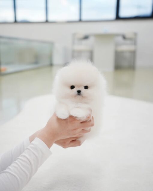Teacup Pomeranian Male [Rocco]