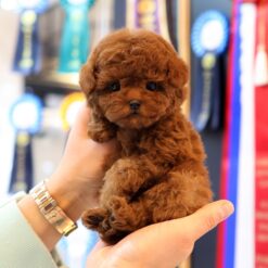 Teacup Poodle Male [Piko]