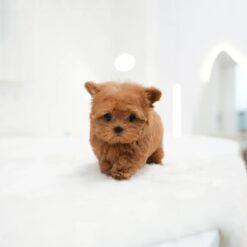 Teacup Maltipoo Female [Rich]