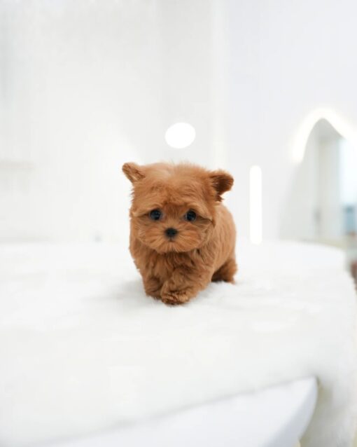 Teacup Maltipoo Female [Rich]