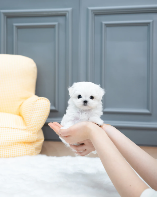 Teacup Maltese Female [Bubble]