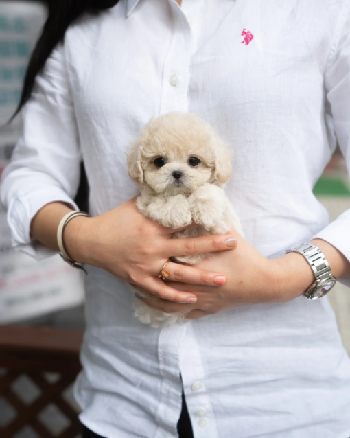 Teacup Poodle Male [Caramel]