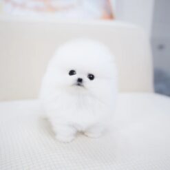 Teacup Pomeranian Male [Milk]