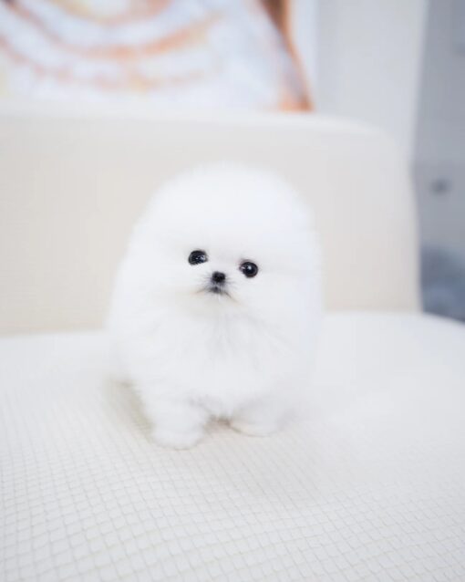 Teacup Pomeranian Male [Milk]