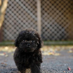 Teacup Poodle Male [Lon]