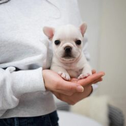 Mini French bulldog Female [Bay]
