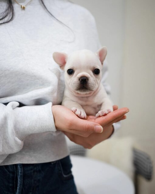 Mini French bulldog Female [Bay]