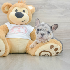 Mini French bulldog Female [Paisley]