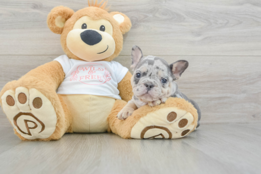 Mini French bulldog Female [Paisley]