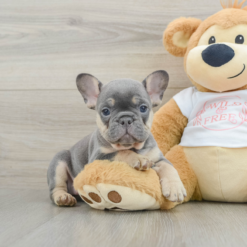 Mini French bulldog Female [Pepper]