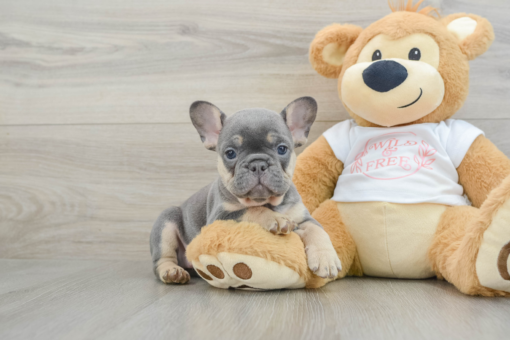 Mini French bulldog Female [Pepper]