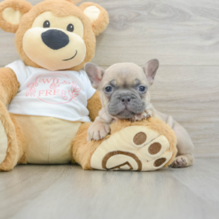 Mini French bulldog Female [Perla]