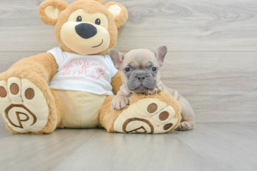 Mini French bulldog Female [Perla]