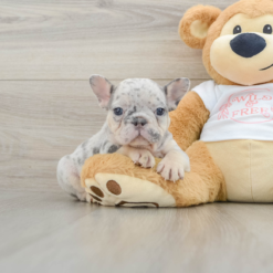Mini French bulldog Female [Pippa]