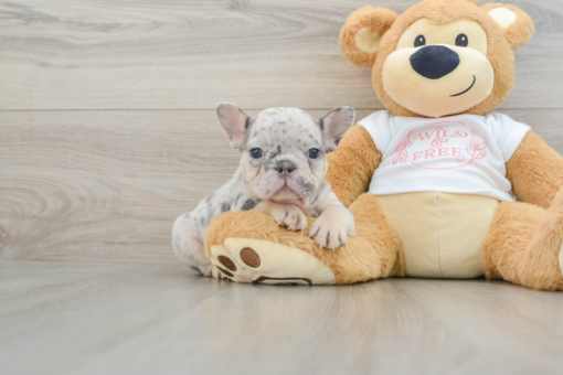 Mini French bulldog Female [Pippa]