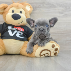 Mini French bulldog Male [Tosh]