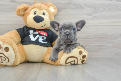 Mini French bulldog Male [Tosh]
