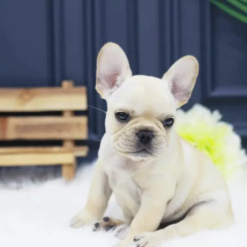 French Bulldog Female [Lalu]