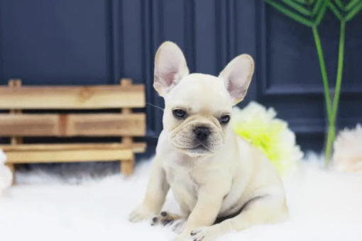 French Bulldog Female [Lalu]