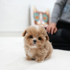 Teacup Maltipoo Male [Bobby]