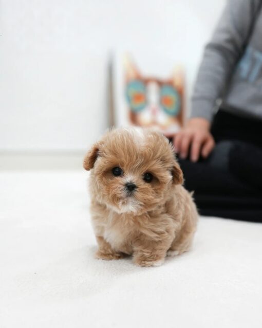 Teacup Maltipoo Male [Bobby]