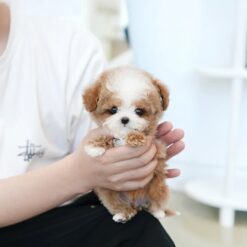 Teacup Maltipoo Female [Burberry]