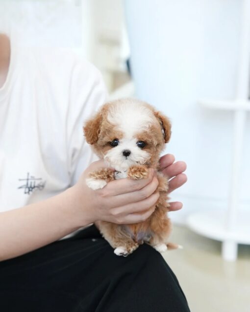 Teacup Maltipoo Female [Burberry]