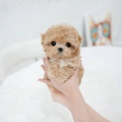 Teacup Maltipoo Male [Ebony]