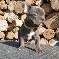 Mini French bulldog Female [Pamel]