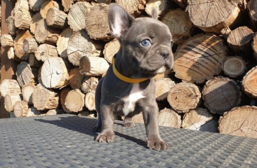 Mini French bulldog Female [Pamel]