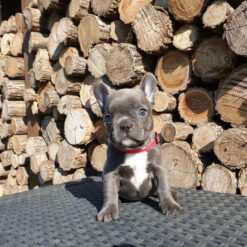Mini French bulldog Female [Pinta]