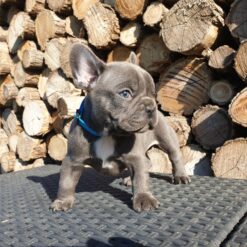 Mini French bulldog Male [Percy]