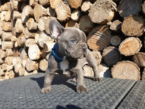 Mini French bulldog Male [Percy]