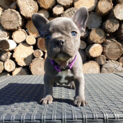 Mini French bulldog Female [Pegy]