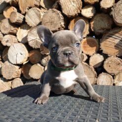 Mini French bulldog Male [Popey]