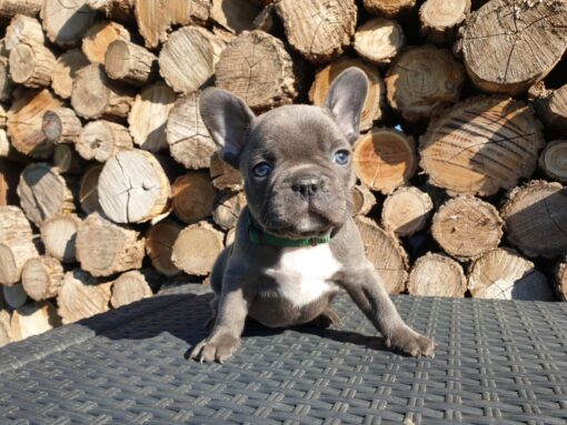 Mini French bulldog Male [Popey]