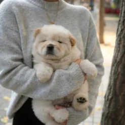 Mini Chow Chow Male [Cow]