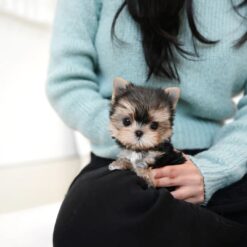 Teacup Yorkie Male [Mac]